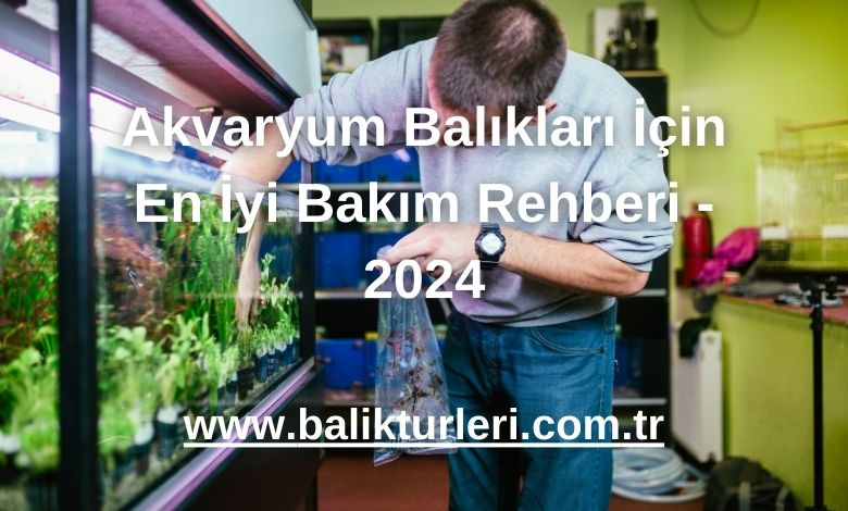 Akvaryum Balıkları İçin En İyi Bakım Rehberi - 2024