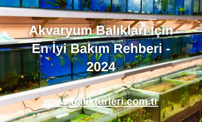 Akvaryum Balıkları İçin En İyi Bakım Rehberi - 2024