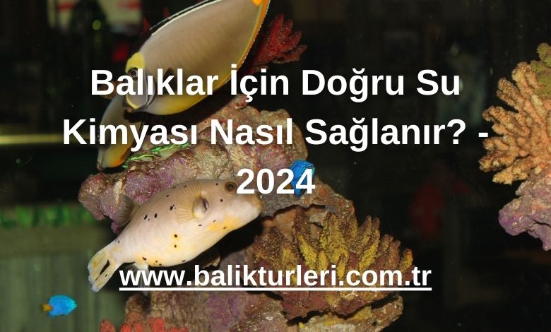Balıklar İçin Doğru Su Kimyası Nasıl Sağlanır? - 2024