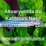 Akvaryumda Su Kalitesini Nasıl Korursunuz? - 2024