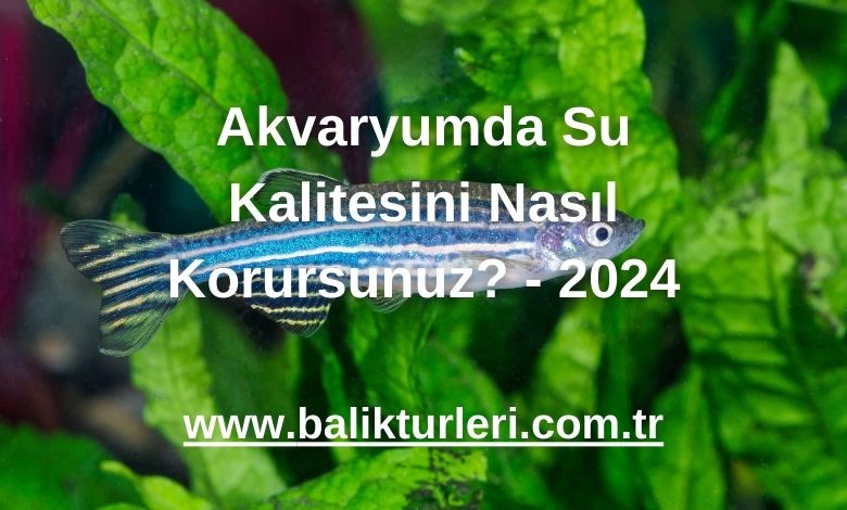 Akvaryumda Su Kalitesini Nasıl Korursunuz? - 2024