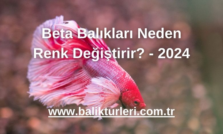 Beta Balıkları Neden Renk Değiştirir? - 2024