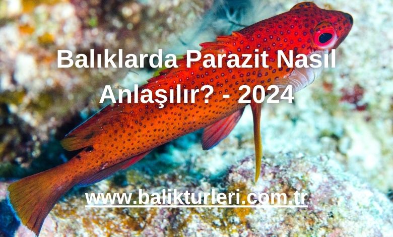 Balıklarda Parazit Nasıl Anlaşılır? - 2024