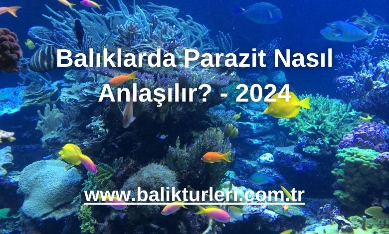 Balıklarda Parazit Nasıl Anlaşılır? - 2024