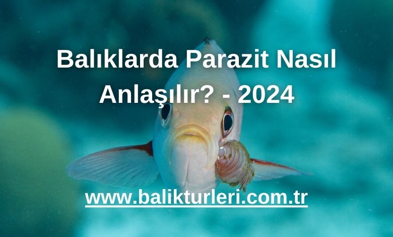 Balıklarda Parazit Nasıl Anlaşılır? - 2024