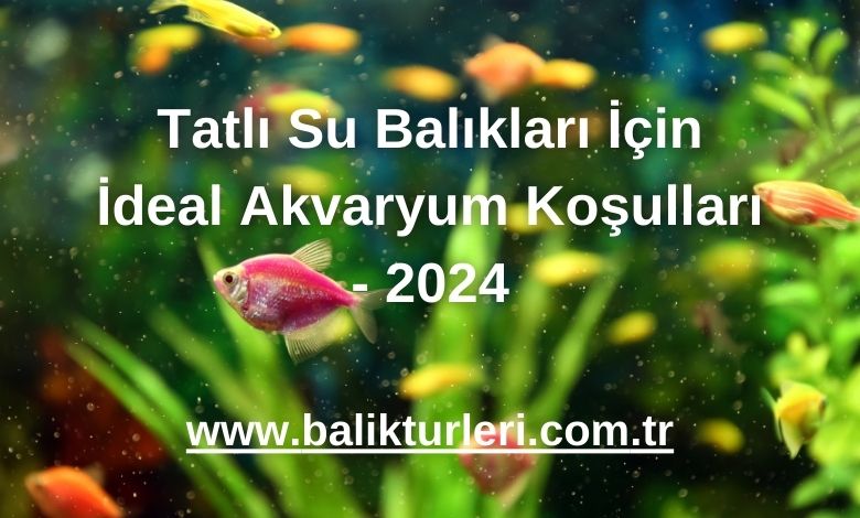 Tatlı Su Balıkları İçin İdeal Akvaryum Koşulları - 2024