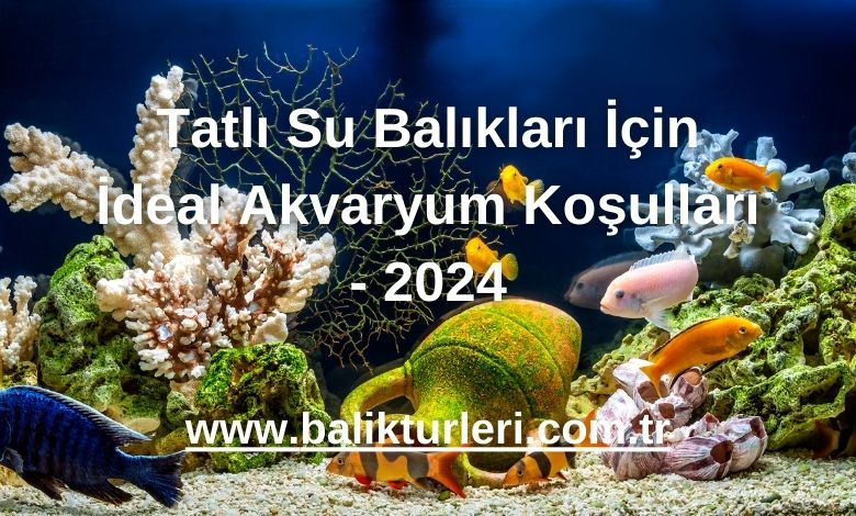 Tatlı Su Balıkları İçin İdeal Akvaryum Koşulları - 2024