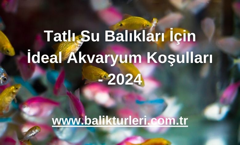 Tatlı Su Balıkları İçin İdeal Akvaryum Koşulları - 2024