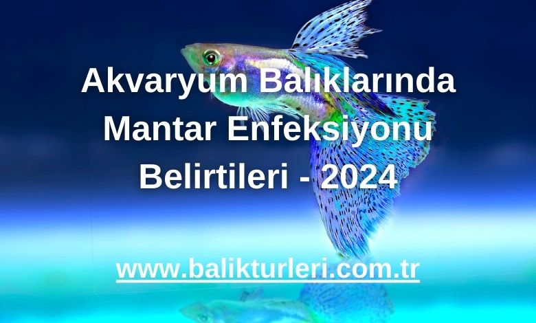 Akvaryum Balıklarında Mantar Enfeksiyonu Belirtileri - 2024