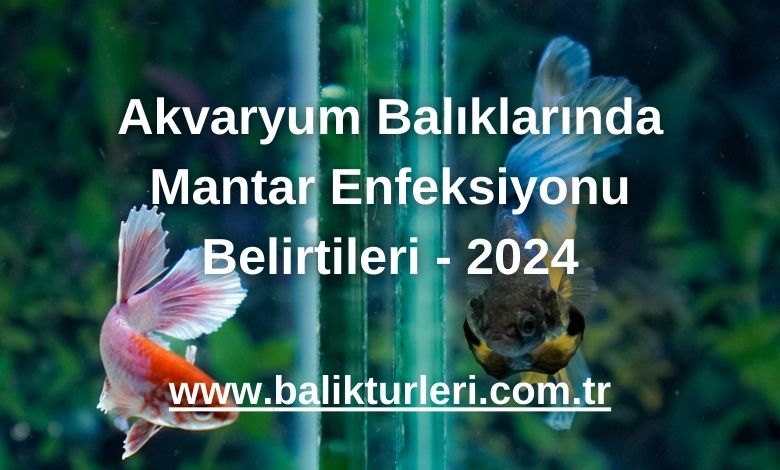 Akvaryum Balıklarında Mantar Enfeksiyonu Belirtileri - 2024