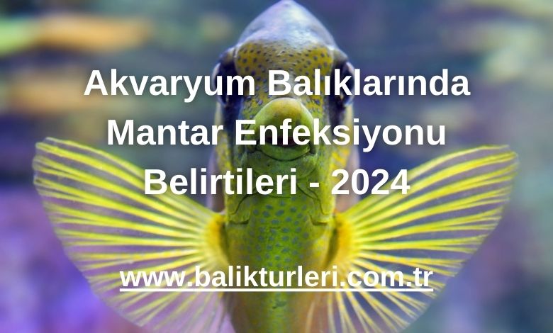 Akvaryum Balıklarında Mantar Enfeksiyonu Belirtileri - 2024