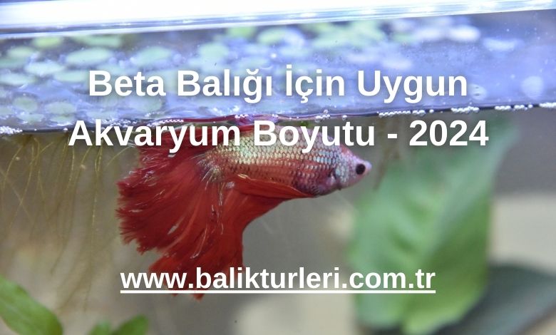 Beta Balığı İçin Uygun Akvaryum Boyutu - 2024