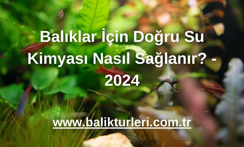 Balıklar İçin Doğru Su Kimyası Nasıl Sağlanır? - 2024