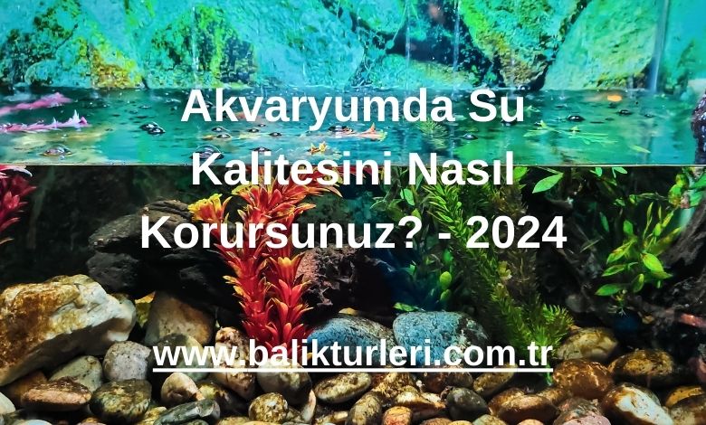 Akvaryumda Su Kalitesini Nasıl Korursunuz? - 2024