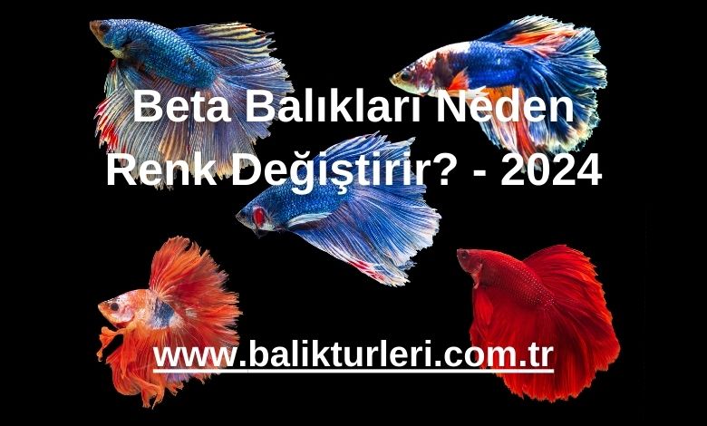 Beta Balıkları Neden Renk Değiştirir? - 2024