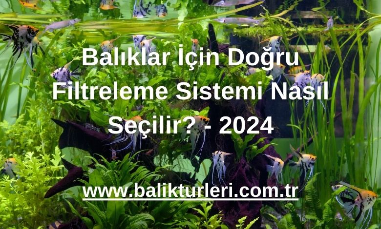 Balıklar İçin Doğru Filtreleme Sistemi Nasıl Seçilir? - 2024
