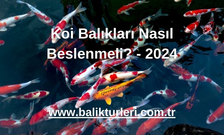 Koi Balıkları Nasıl Beslenmeli? - 2024