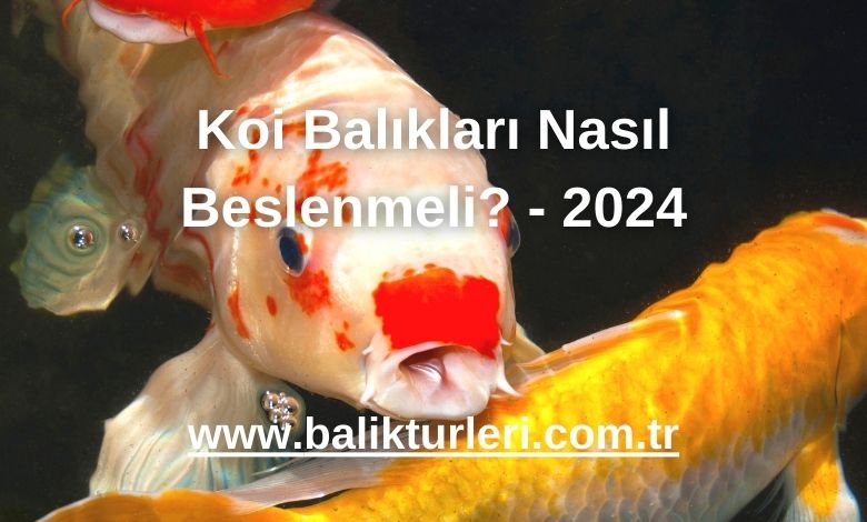 Koi Balıkları Nasıl Beslenmeli? - 2024