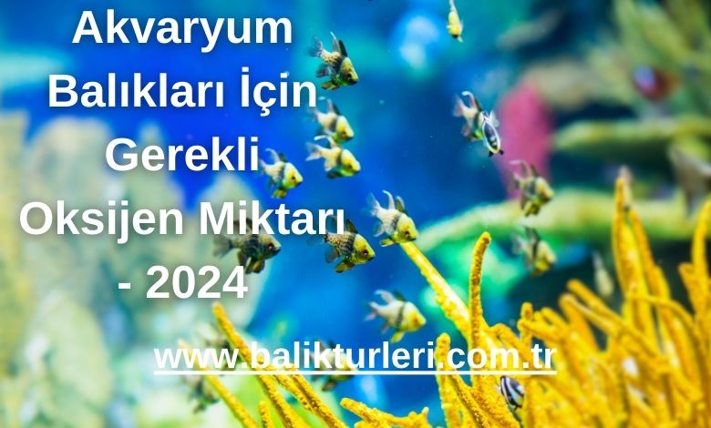 Akvaryum Balıkları İçin Gerekli Oksijen Miktarı - 2024