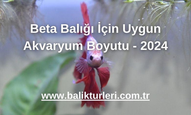 Beta Balığı İçin Uygun Akvaryum Boyutu - 2024
