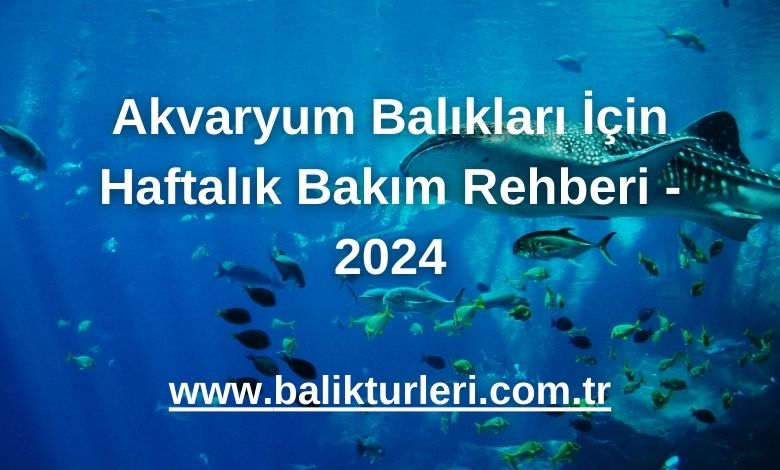 Akvaryum Balıkları İçin Haftalık Bakım Rehberi - 2024
