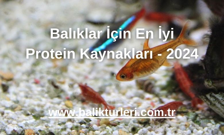 Balıklar İçin En İyi Protein Kaynakları - 2024