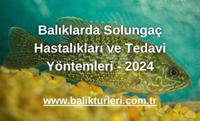 Balıklarda Solungaç Hastalıkları ve Tedavi Yöntemleri - 2024