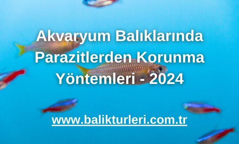 Akvaryum Balıklarında Parazitlerden Korunma Yöntemleri - 2024