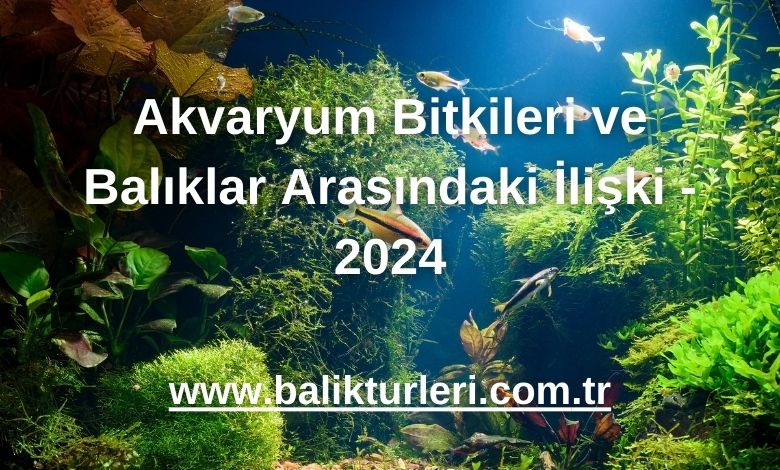 Akvaryum Bitkileri ve Balıklar Arasındaki İlişki - 2024