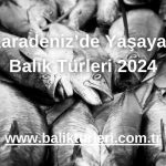 Karadeniz’de Yaşayan Balık Türleri 2024