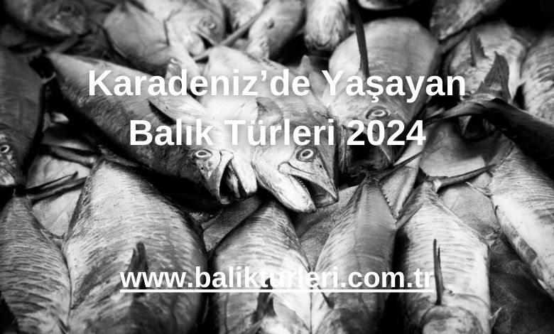 Karadeniz’de Yaşayan Balık Türleri 2024