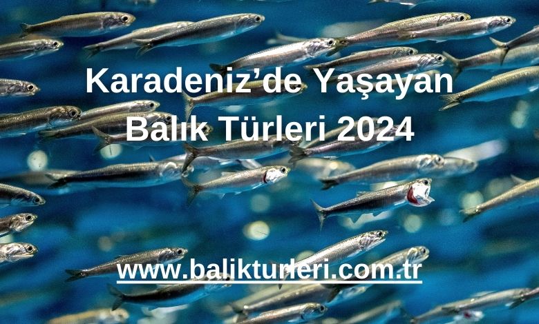 Karadeniz’de Yaşayan Balık Türleri 2024