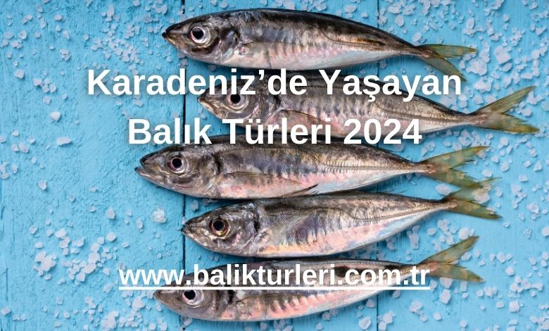 Karadeniz’de Yaşayan Balık Türleri 2024