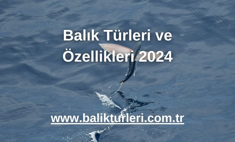 Balık Türleri ve Özellikleri - 2024