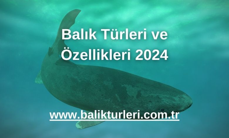 Balık Türleri ve Özellikleri - 2024