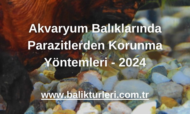 Akvaryum Balıklarında Parazitlerden Korunma Yöntemleri - 2024