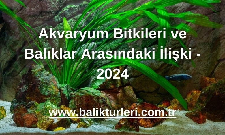 Akvaryum Bitkileri ve Balıklar Arasındaki İlişki - 2024