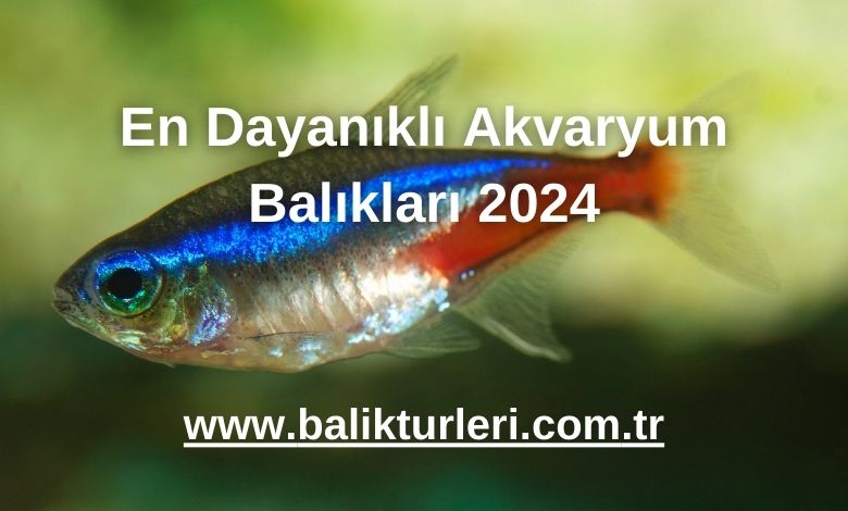 En Dayanıklı Akvaryum Balıkları 2024