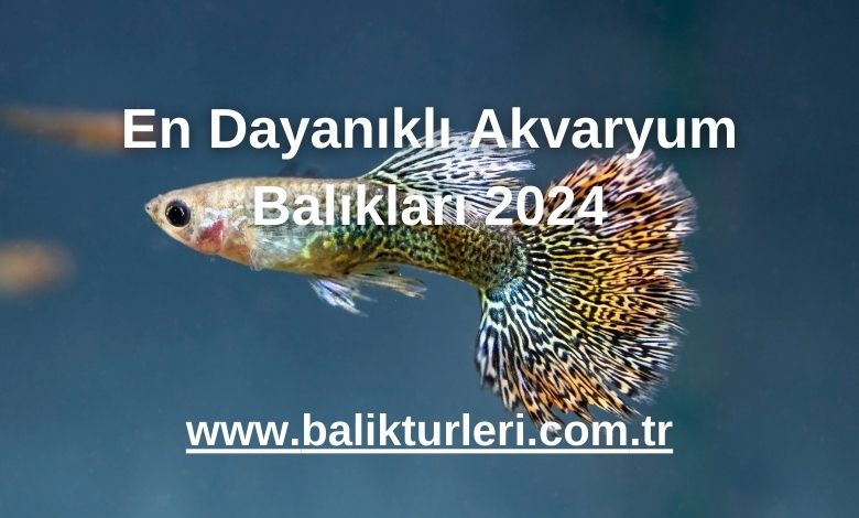 En Dayanıklı Akvaryum Balıkları 2024