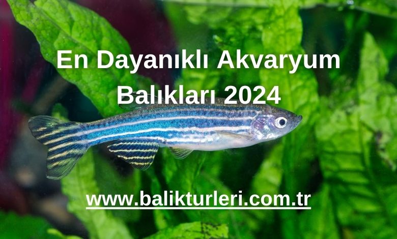 En Dayanıklı Akvaryum Balıkları 2024