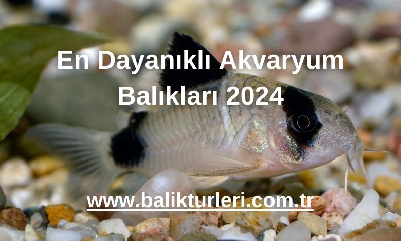 En Dayanıklı Akvaryum Balıkları 2024