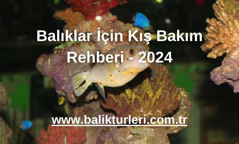 Balıklar İçin Kış Bakım Rehberi - 2024