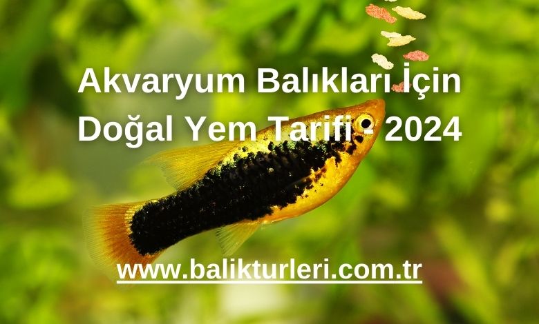Akvaryum Balıkları İçin Doğal Yem Tarifi - 2024
