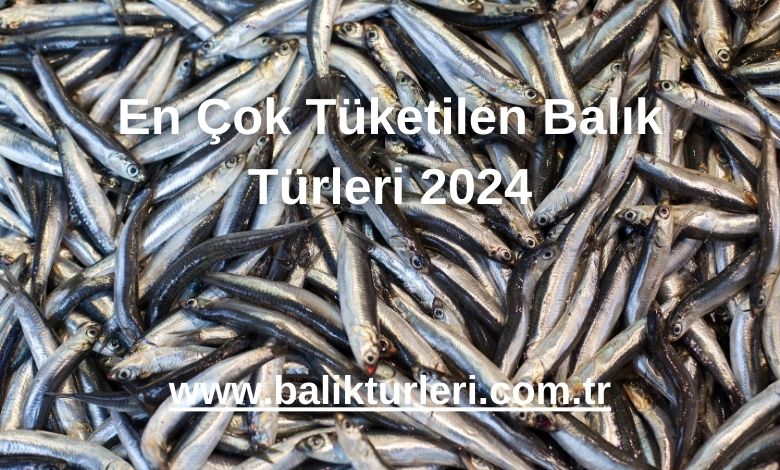 En Çok Tüketilen Balık Türleri 2024